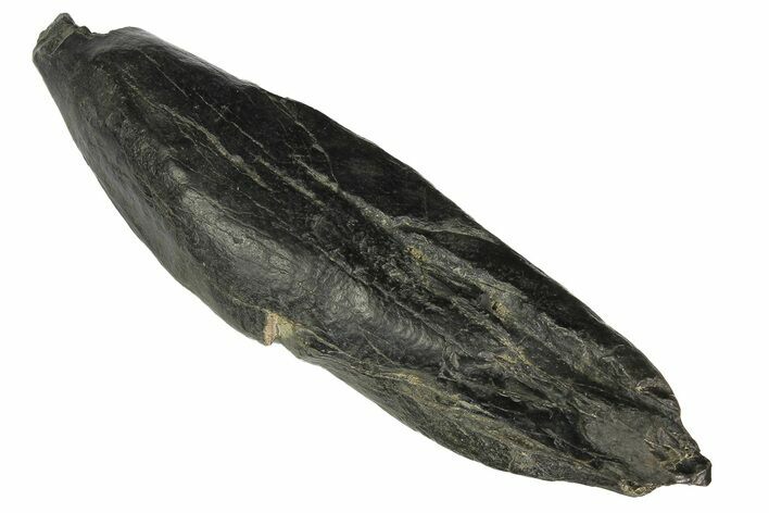 Fossil Sperm Whale (Scaldicetus) Tooth - South Carolina #176181